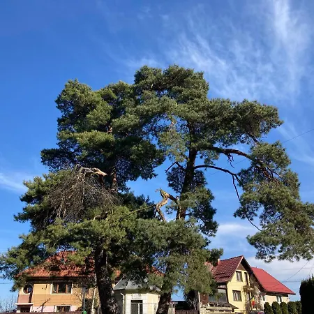 The Pines Boutique * Brasov